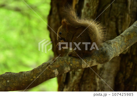 クルミを食べる夏の森の子リス 107425985
