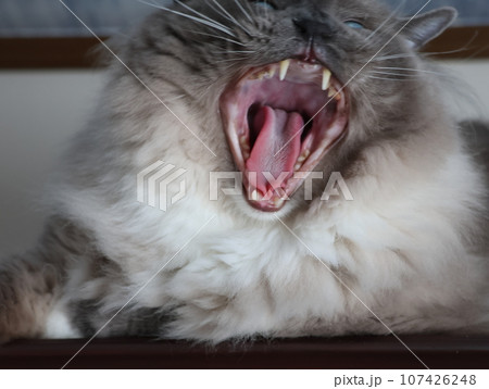 猫、ラグドール、顔アップ、大あくび 猫、ラグドール、顔アップ、大あくび 107426248