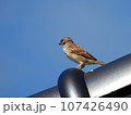 我が家の屋根瓦番鳥、雀のチュン助 107426490