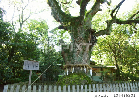 熱田神宮　大楠 107426501