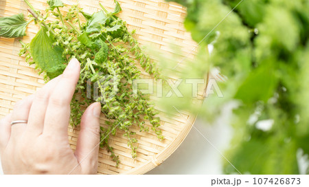 穂紫蘇を持つ女性の手 107426873