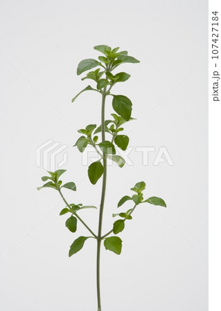 ミントブッシュ 107427184