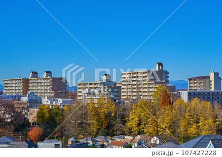 紅葉の神奈川県川崎市麻生区百合丘1丁目、2丁目方面 紅葉の神奈川県川崎市麻生区百合丘1丁目、2丁目方面 107427228