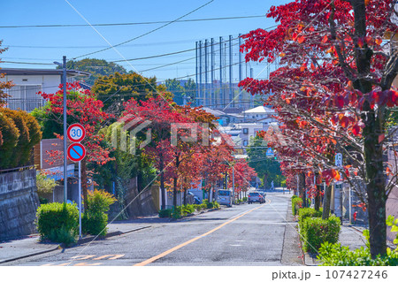 ハナミズキの紅葉の川崎市麻生区上麻生2丁目と王禅寺西1丁目の境界道路を南側方面(王禅寺五差路など) 107427246