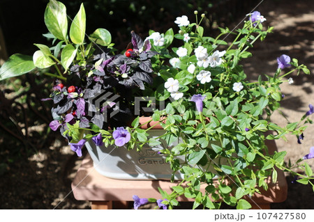 観賞用トウガラシを使った花の寄せ植え 観賞用トウガラシを使った花の寄せ植え 107427580