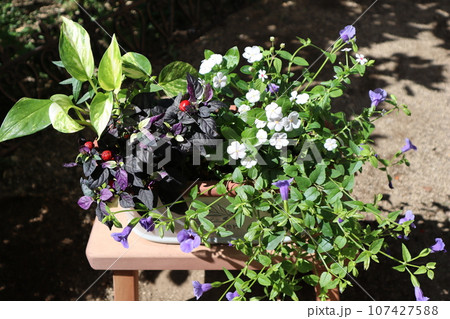 観賞用トウガラシを使った花の寄せ植え 107427588