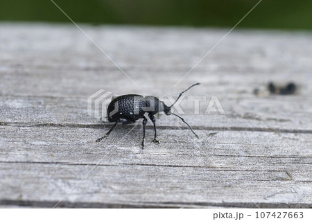 Closeup on a small black weevil beetle, Otiorhynchus gemmatus sitting on wood Closeup on a small black weevil beetle, Otiorhynchus gemmatus sitting on wood 107427663