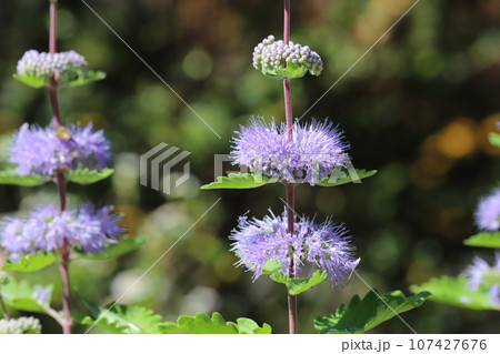 秋の庭に咲く紫色のダンギクの花 秋の庭に咲く紫色のダンギクの花 107427676