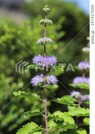 秋の庭に咲く紫色のダンギクの花 107427680