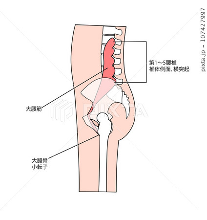 横からみた大腰筋のシンプルなイラストと筋肉の名称 横からみた大腰筋のシンプルなイラストと筋肉の名称 107427997