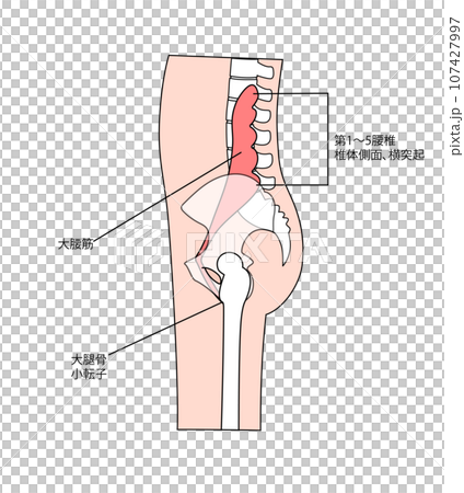 横からみた大腰筋のシンプルなイラストと筋肉の名称 横からみた大腰筋のシンプルなイラストと筋肉の名称 107427997