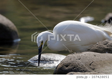 池で獲物を探す1羽のコサギ（シラサギ） 107428051