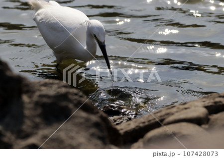 池で獲物を探す1羽のコサギ（シラサギ） 107428073
