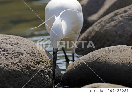 池で獲物を探す1羽のコサギ（シラサギ） 107428081