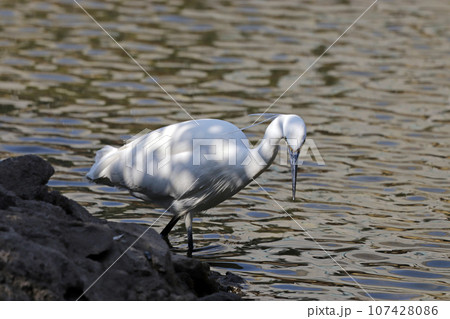池で獲物を探す1羽のコサギ（シラサギ） 107428086