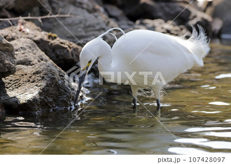 池で獲物を探す1羽のコサギ（シラサギ） 107428097