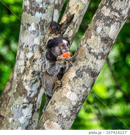The black-tufted marmoset, Callithrix penicillata eating fruits at Itaete, Poco Encantado in Chapada Diamantina, Brazil. 107428227