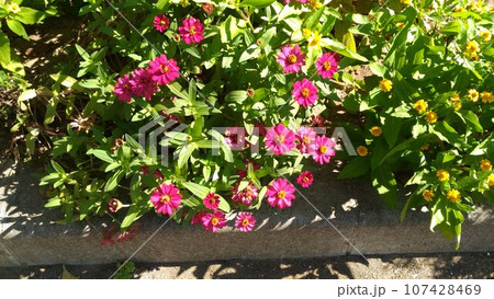 百日草の矮性種ジニアの桃色の花 百日草の矮性種ジニアの桃色の花 107428469