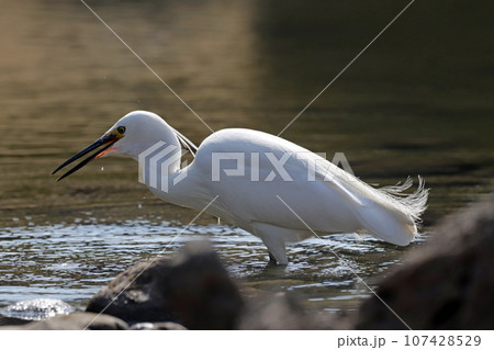池で小エビを捕らえて食べる1羽のコサギ（シラサギ） 107428529
