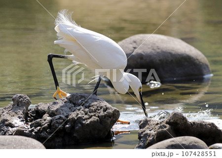 池で小エビを捕らえて食べる1羽のコサギ(シラサギ) 池で小エビを捕らえて食べる1羽のコサギ(シラサギ) 107428551