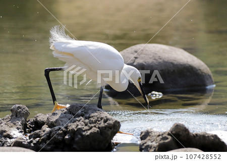 池で小エビを捕らえて食べる1羽のコサギ（シラサギ） 107428552