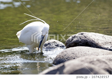 池で小エビを捕らえて食べる1羽のコサギ（シラサギ） 107428557