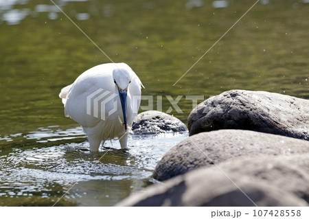池で小エビを捕らえて食べる1羽のコサギ（シラサギ） 107428558