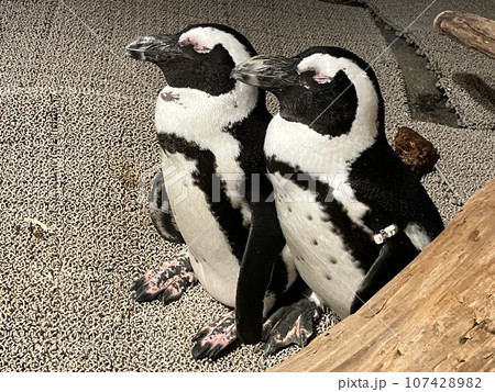 仲良しペンギン 仲良しペンギン 107428982
