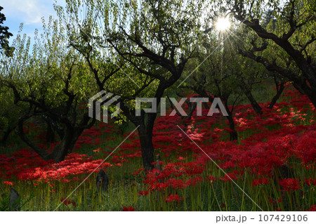 嶺岳寺の彼岸花 嶺岳寺の彼岸花 107429106