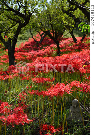 嶺岳寺の彼岸花 107429113