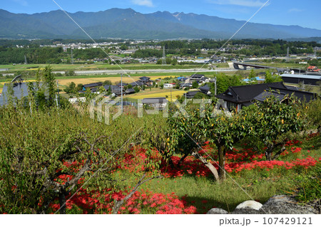 嶺岳寺の彼岸花と中央アルプス 嶺岳寺の彼岸花と中央アルプス 107429121