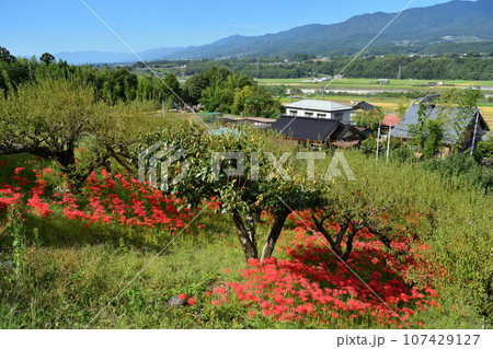 嶺岳寺の彼岸花と中央アルプス 嶺岳寺の彼岸花と中央アルプス 107429127