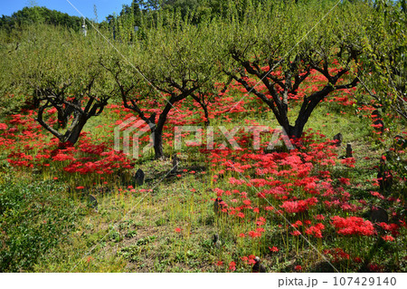 嶺岳寺の彼岸花 107429140