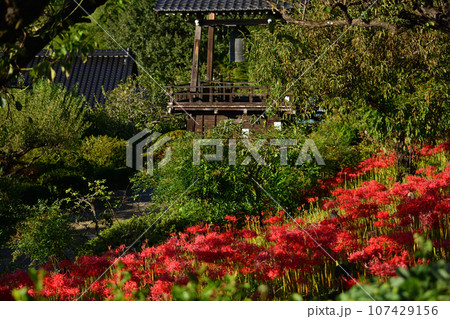 嶺岳寺の彼岸花 嶺岳寺の彼岸花 107429156