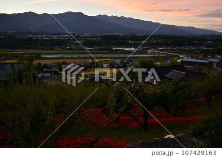 嶺岳寺の彼岸花と中央アルプスの夕焼け 107429163