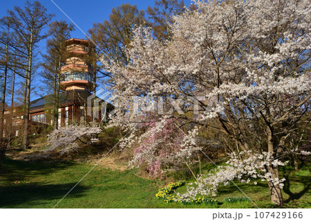 アルプス公園の桜と展望台 アルプス公園の桜と展望台 107429166