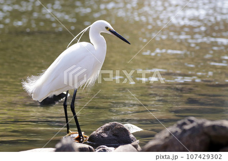 水辺に佇む1羽のコサギ（シラサギ） 107429302