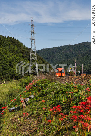 西山光照寺跡に咲く彼岸花 107429356