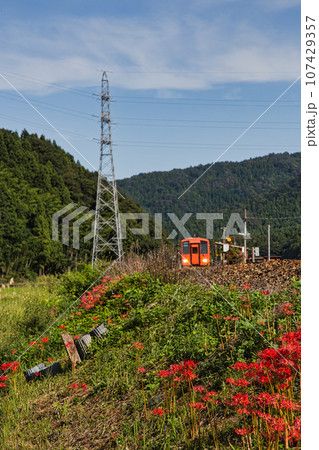 西山光照寺跡に咲く彼岸花 107429357
