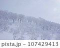 北海道バックカントリー　雪まみれの白樺林 107429413