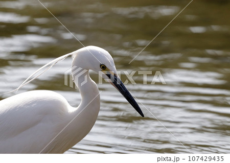 池で獲物を探すコサギの横顔のクローズアップ（シラサギ） 107429435