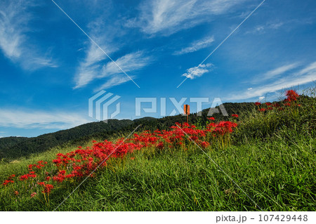 西山光照寺跡に咲く彼岸花 107429448