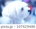 一点をみつめる子犬 107429486