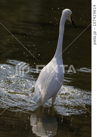 池で獲物を捕らえるコサギの後姿（シラサギ） 107429614