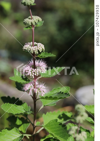秋の庭に咲くピンク色のダンギクの花 秋の庭に咲くピンク色のダンギクの花 107429938