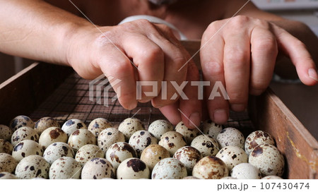 male hands laying spotted brown quail eggs into the substrate of a home incubator, close-up, home breeding of quails from hatching eggs, laying out a poultry egg on the lattice of incubation equipment male hands laying spotted brown quail eggs into the substrate of a home incubator, close-up, home breeding of quails from hatching eggs, laying out a poultry egg on the lattice of incubation equipment 107430474