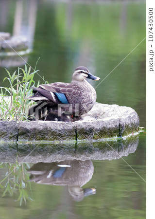 羽の下に雛を隠すカルガモの親鳥 羽の下に雛を隠すカルガモの親鳥 107430500