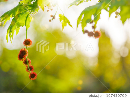 Leaves and fruits of Platanus occidentalis (American sycamore) on blurred nature background 107430709