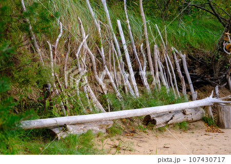 Driftwood washed ashore lined up along the shore. 107430717