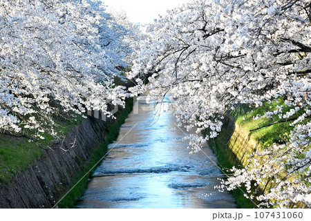 川沿いに咲く桜の風景 107431060